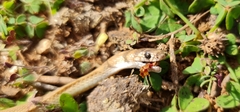 Pseudonaja aspidorhyncha