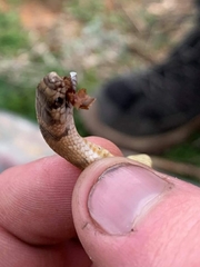 Pseudonaja aspidorhyncha