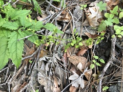 Scrophularia parviflora