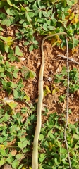 Pseudonaja aspidorhyncha
