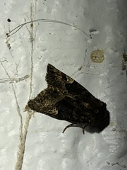Euplexia