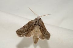 Scythrophanes stenoptera