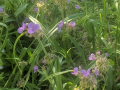 Tradescantia gigantea