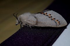 Pinara metaphaea