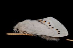 Pinara metaphaea
