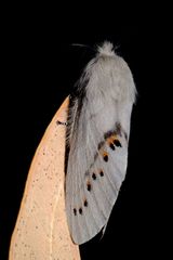 Pinara metaphaea