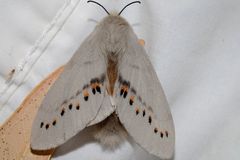 Pinara metaphaea