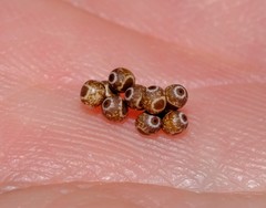 Pinara metaphaea