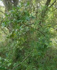 Kraussia floribunda