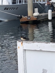 Hirundo rustica