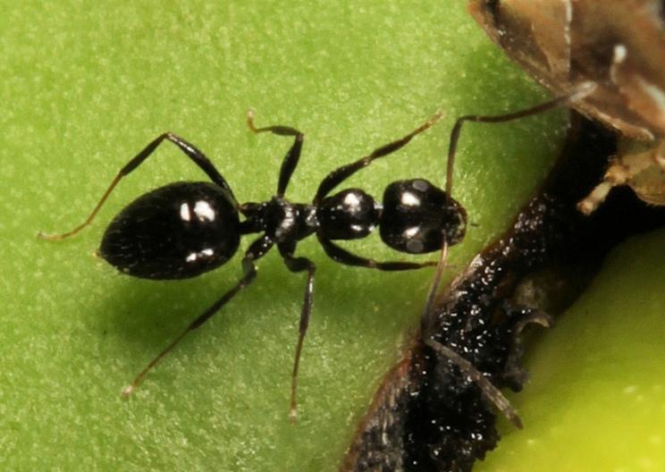 Lepisiota