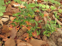 Bouvardia ternifolia