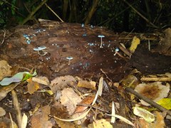 Mycena cyanocephala