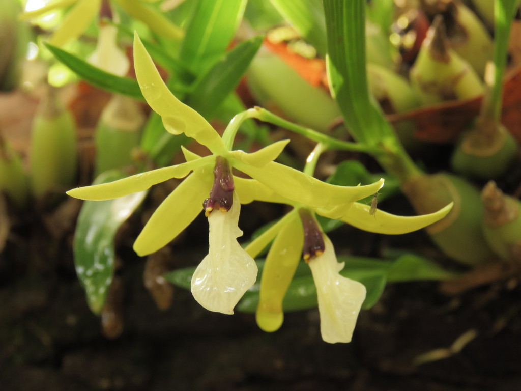 Prosthechea micropus