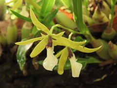 Prosthechea micropus