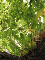 Prosthechea micropus