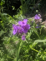 Tradescantia gigantea