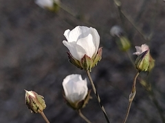 Eremogone macradenia