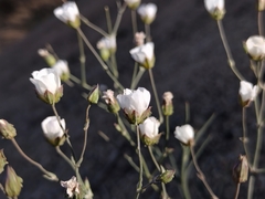 Eremogone macradenia