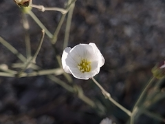 Eremogone macradenia