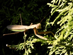 Tenodera sinensis