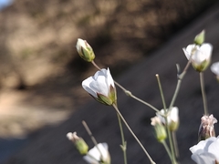 Eremogone macradenia