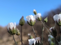 Eremogone macradenia