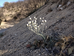 Eremogone macradenia