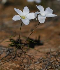 Oxalis stenopetala