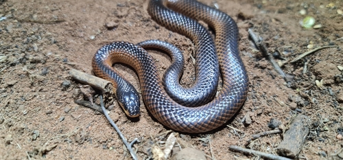 Black-naped Hooded Snake sighting