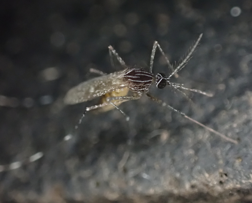 Orthopodomyia signifer