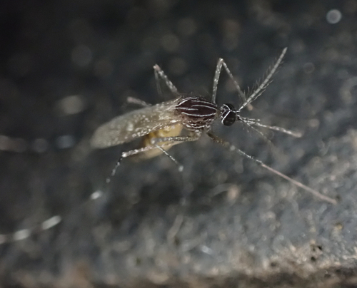 Orthopodomyia signifer
