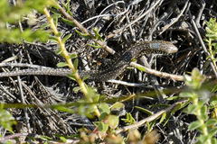 Gerrhosaurus flavigularis