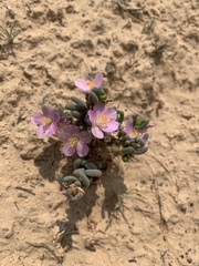 Phemeranthus brevifolius