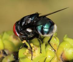 Chrysomya marginalis