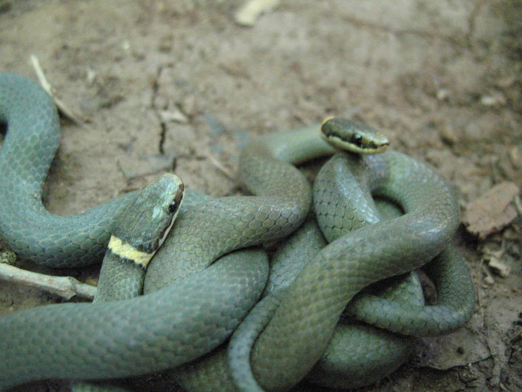 Northern Ringneck Snake