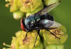 Chrysomya marginalis