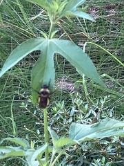 Bombus pensylvanicus