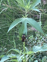 Bombus pensylvanicus