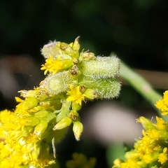 Rhopalomyia anthophila
