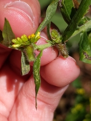 Rhopalomyia anthophila