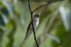 Muscicapa sibirica