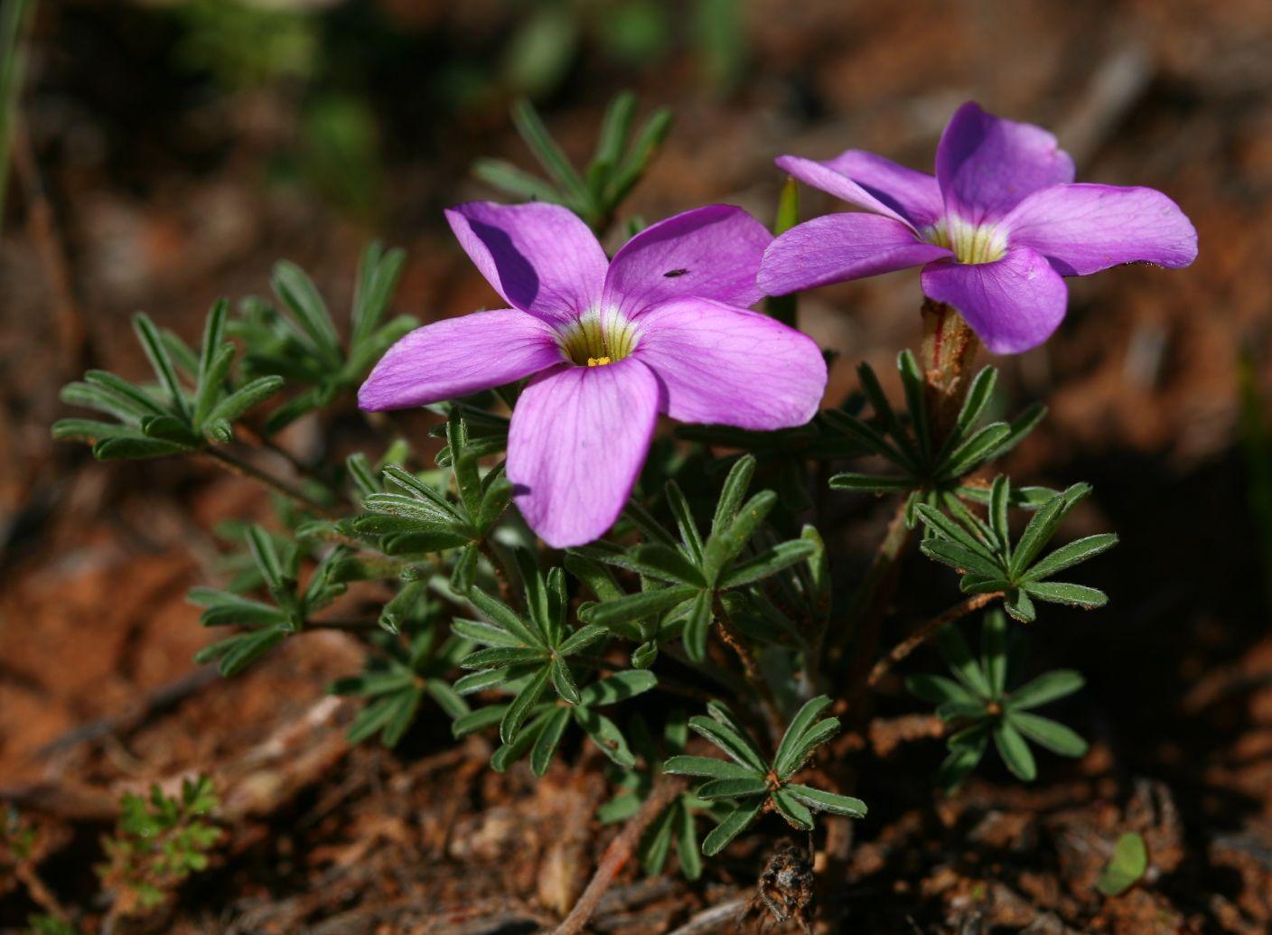 Oxalis zeyheri Sond.