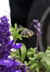 Anthophora marginata