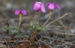 Oxalis zeyheri