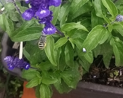 Anthophora marginata