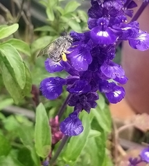 Anthophora marginata