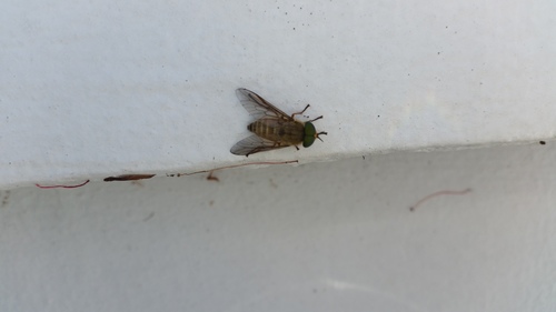 Tabanidae