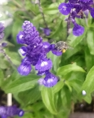 Anthophora marginata