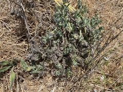 Anchusa aggregata